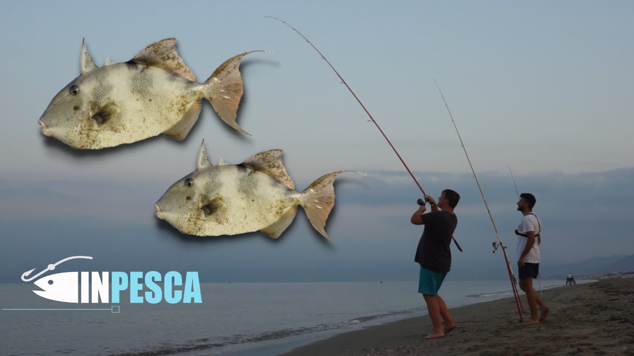 Pesca del PESCE BALESTRA a fondo dalla spiaggia (Beach Ledgering)