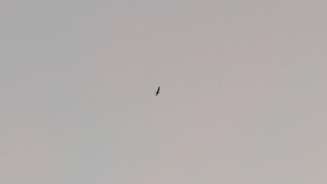 Common Nighthawk Dive - Savannah NWR