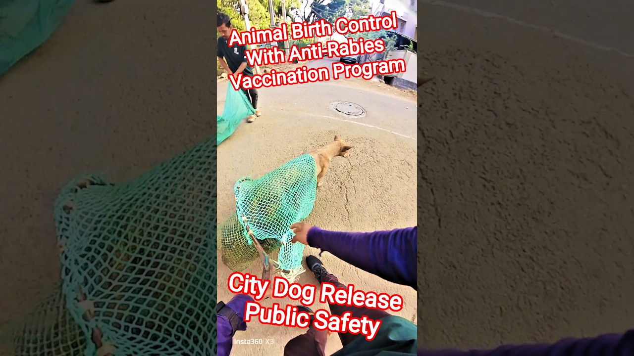 City Dog Release Public Safety #dog #release #dogwithpublicsafety #ytviral #pets #dogshorts #shorts