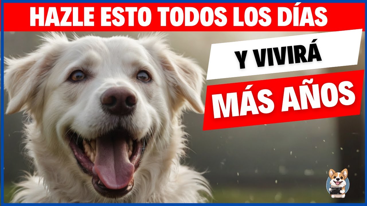 5 cosas que puedes hacer para ALARGAR la vida de Tu PERRO 🐶