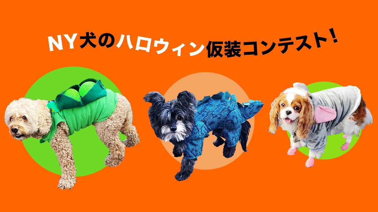 【イベント】ハロウィン・可愛すぎる犬の仮装コンテスト！