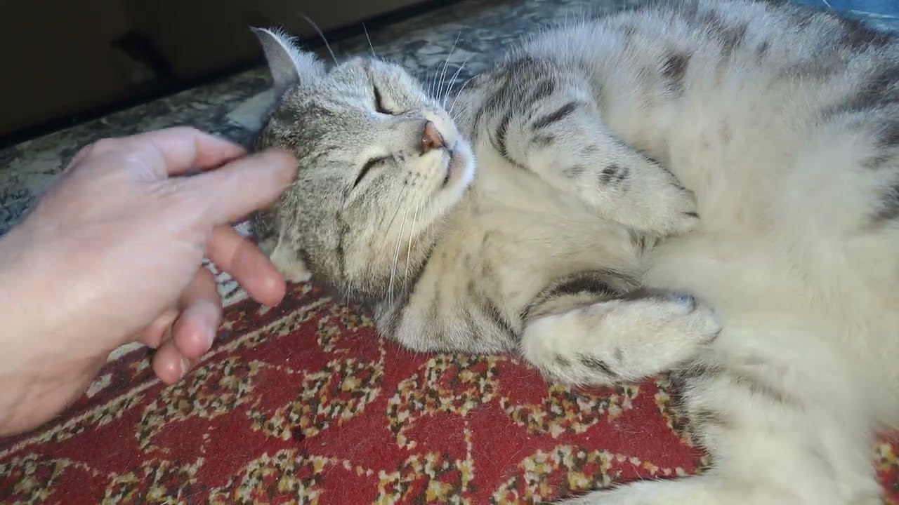 2026-03-15 LJUBLJANA Doma CARNIVORA Felis catus DOMAČA MAČKA (Lumpa: Lepo, zelo lepo ...