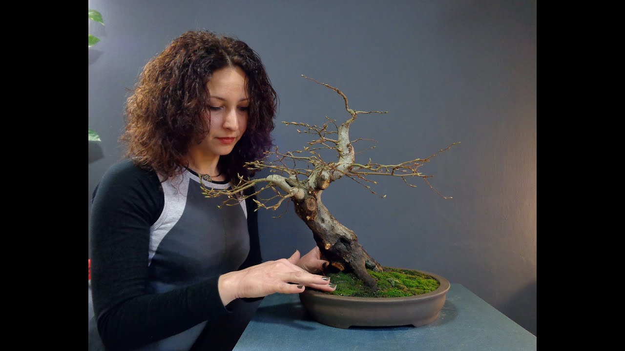 Repotting Carpinus orientalis The Mantis