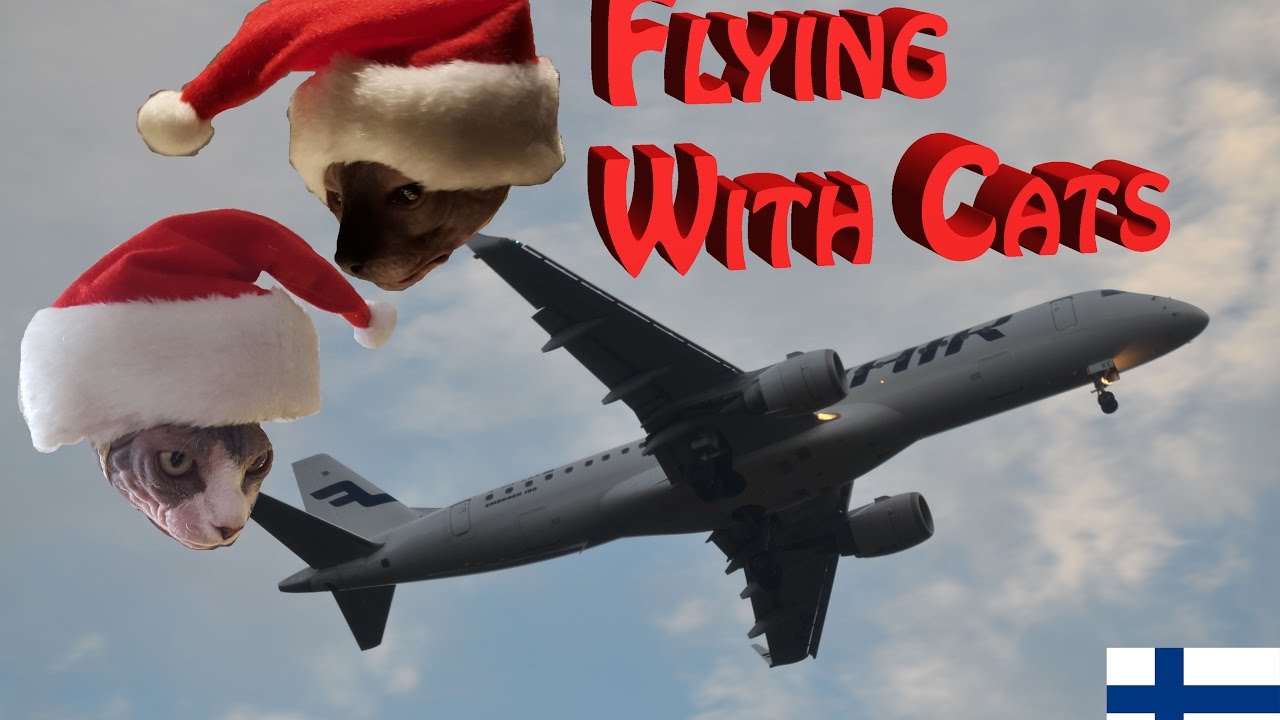 FLYING WITH CATS