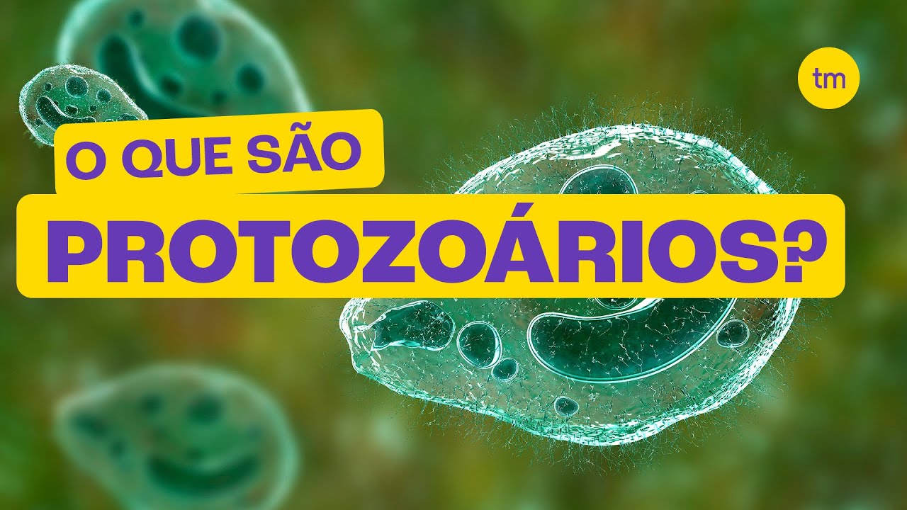 O que são PROTOZOÁRIOS?