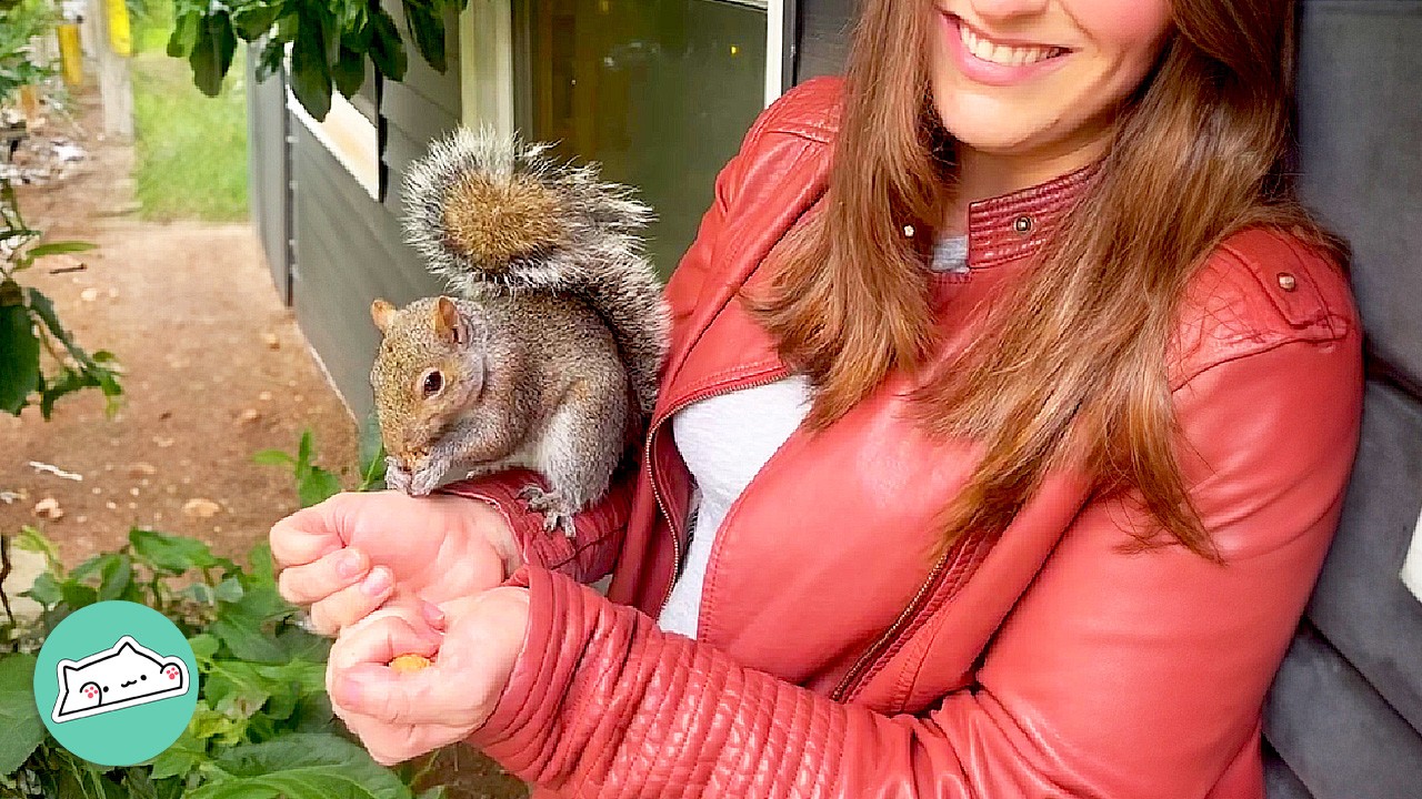 Wild Squirrel Knocks On The Door To Play With Lady Every Day | Cuddle Buddies