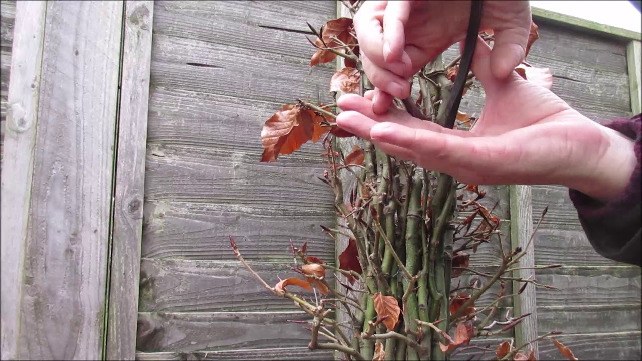 Large Fusion Beech Fagus Sylvatica Update Feb 2019 Into a bonsai pot