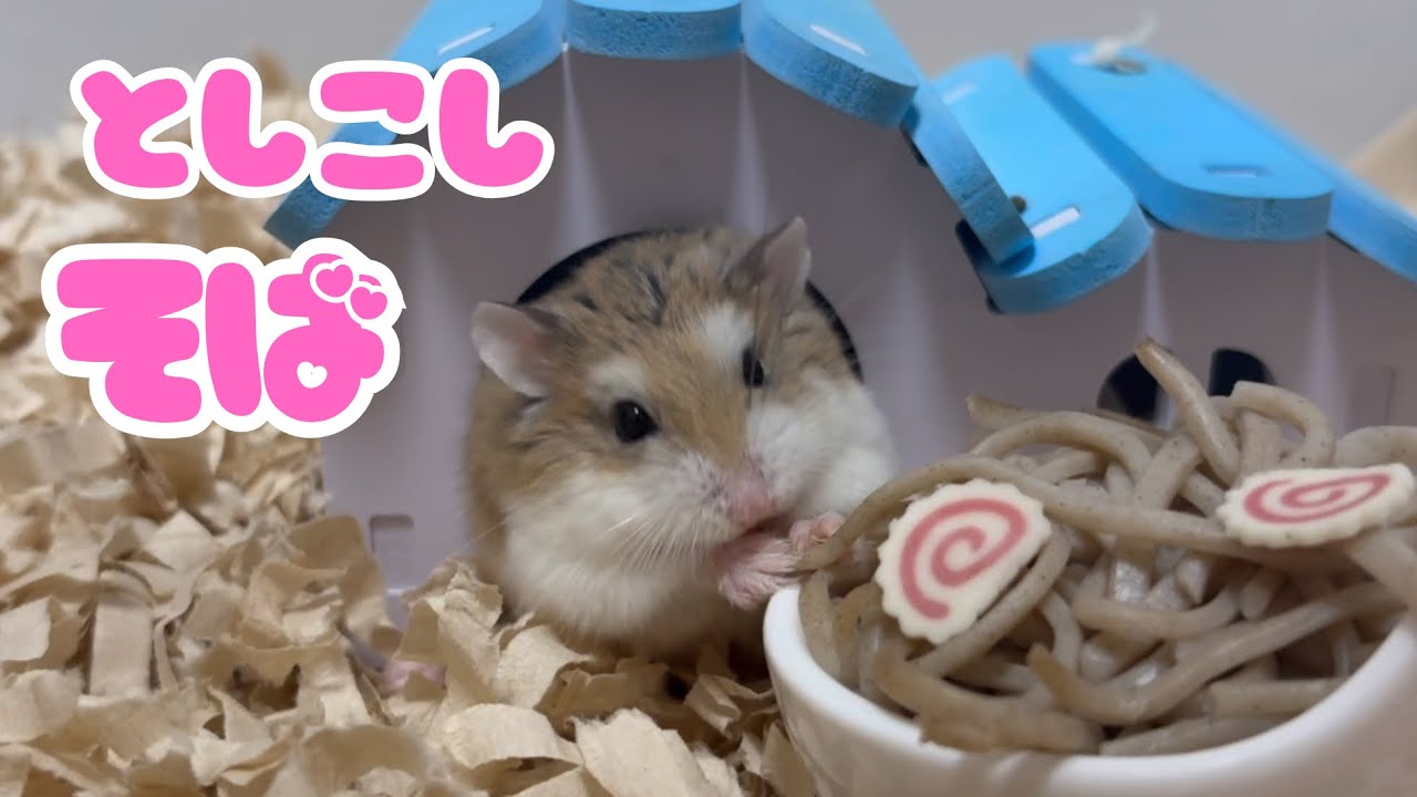 ハムスターの年越し蕎麦🐹#ロボロフスキーハムスター 