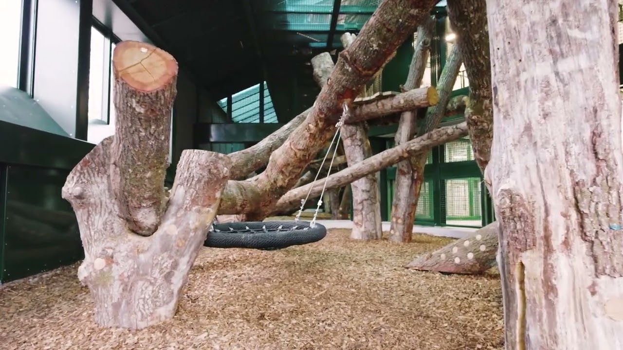 Bristol Zoo Project's African Forest habitat opens this April!