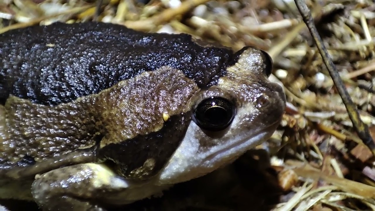 Little frog thinking of taking over the world
