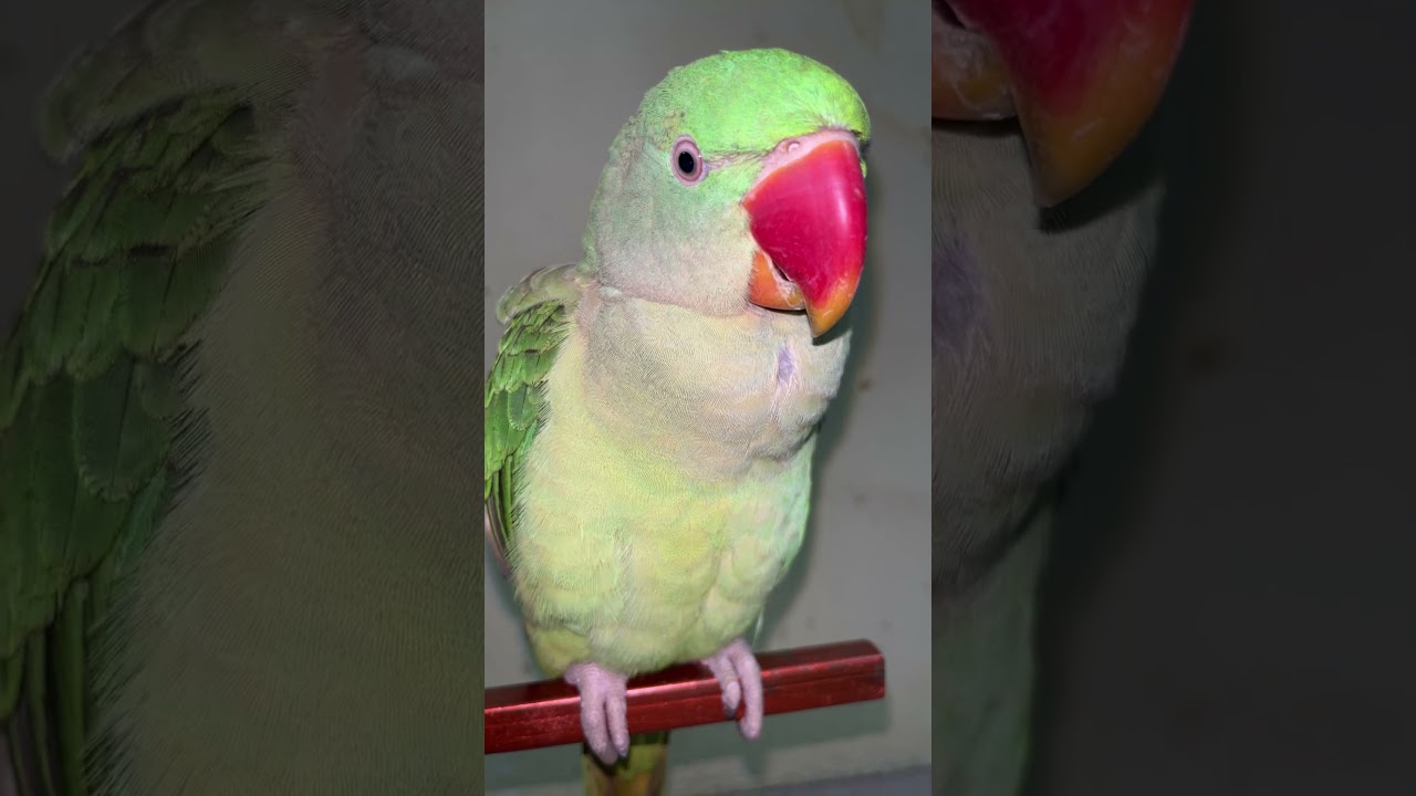 Itna araam se kaise baith jata hai Mittu baate kar raha hai #talkinganimal #talkingparot #birds
