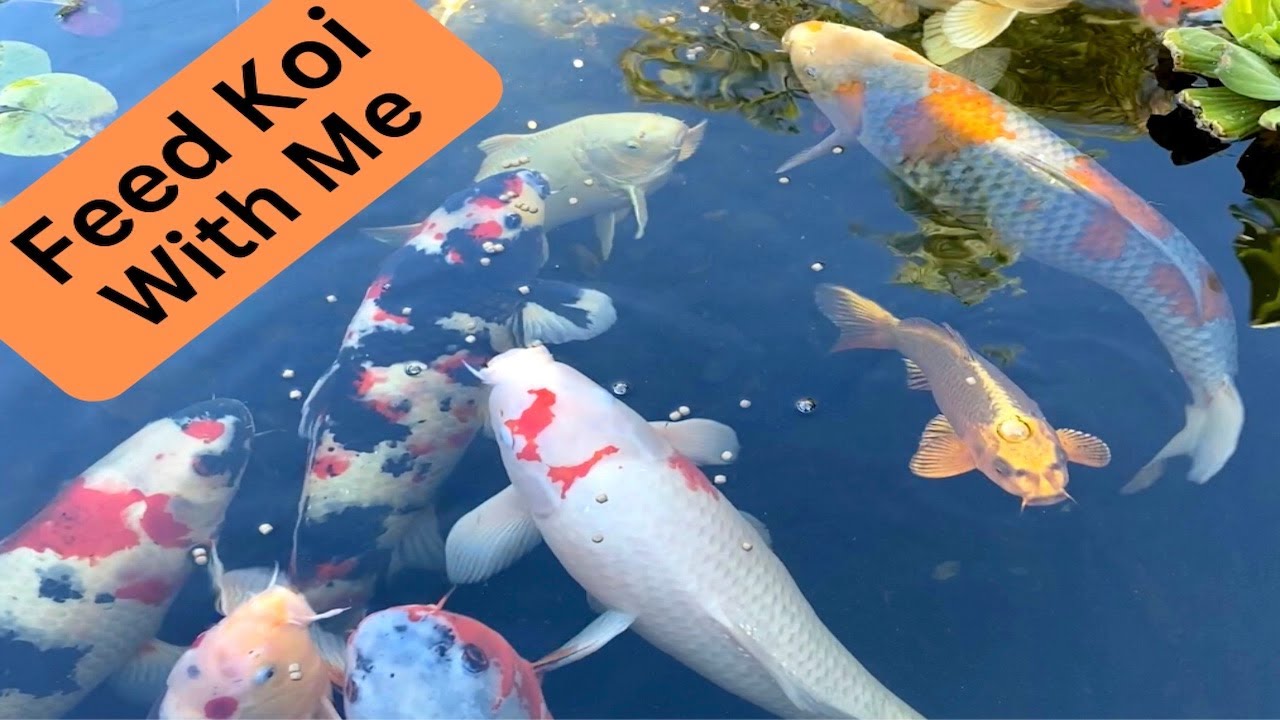 ASMR Feed Koi Fish with Me | Relaxing Koi Fish Pond | [HD] Waterfall Sounds I Nature Sounds |