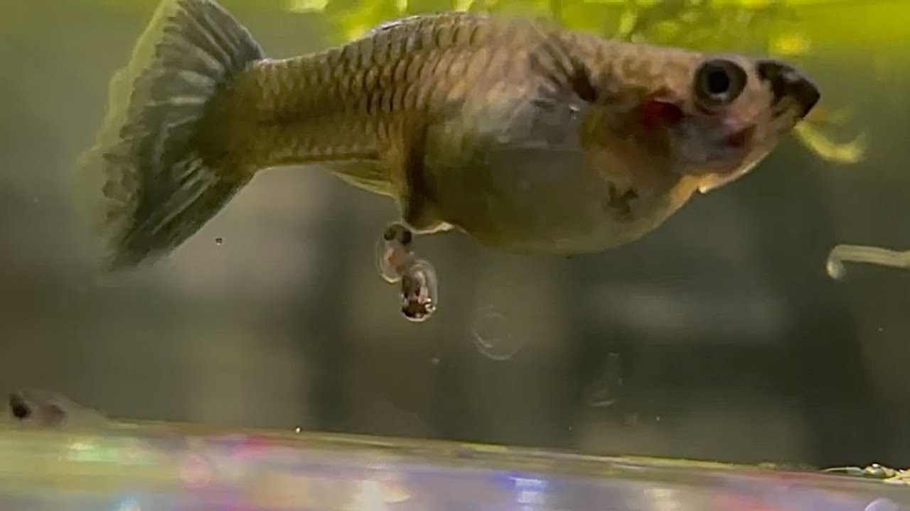 Guppy Giving Birth To a HEAP of Fry!!!