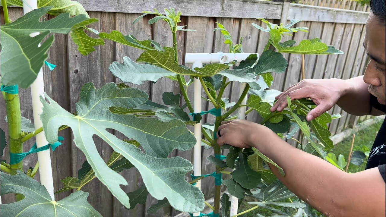 BasementFigs: TRAINING FIG TREES (Part 2) BONUS: Azores Dark Tasting #figs #figtraining #figtasting