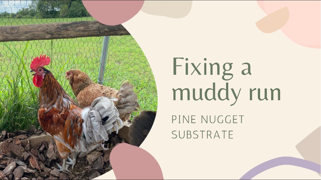 Fixing a muddy chicken run