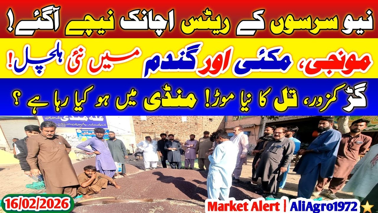 New Sarson Rates Drop | Munji Makki Wheat Gur Til Update | Mandi Today 2026 ⭐