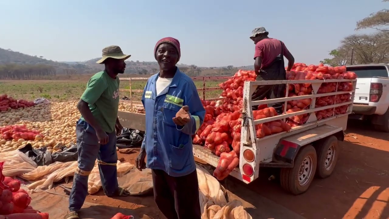 Let’s Pack some Butternut | Farming in Zimbabwe with Leona Zenda
