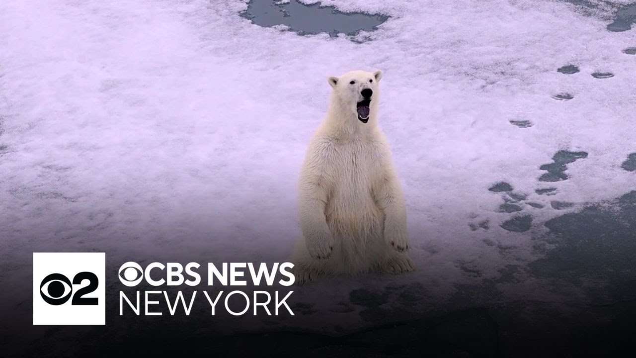Polar bears in parts of Norway thriving despite shrinking ice