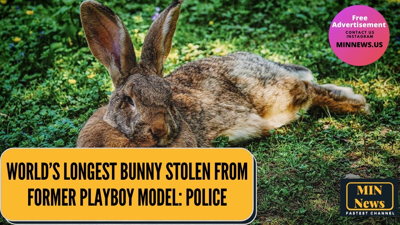 World&rsquo;s longest bunny stolen from former Playboy model: police