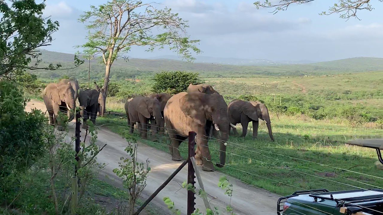 The Thula Thula herd visiting me at the house
