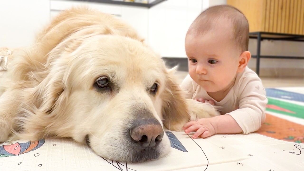 Baby Touches the Golden Retriever &mdash; Sweetest Reaction