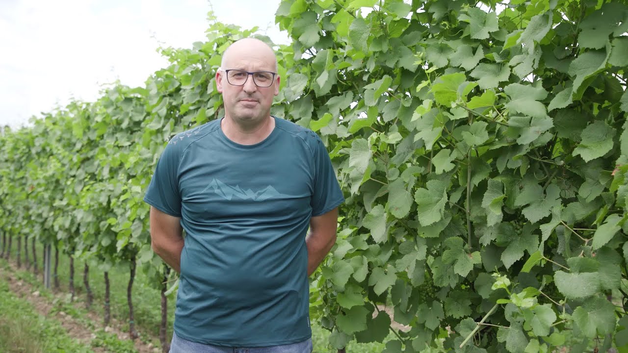 L'innovazione contro la peronospora della vite in Friuli