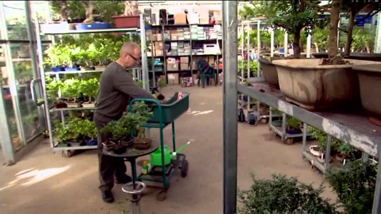 Pestujeme bonsai