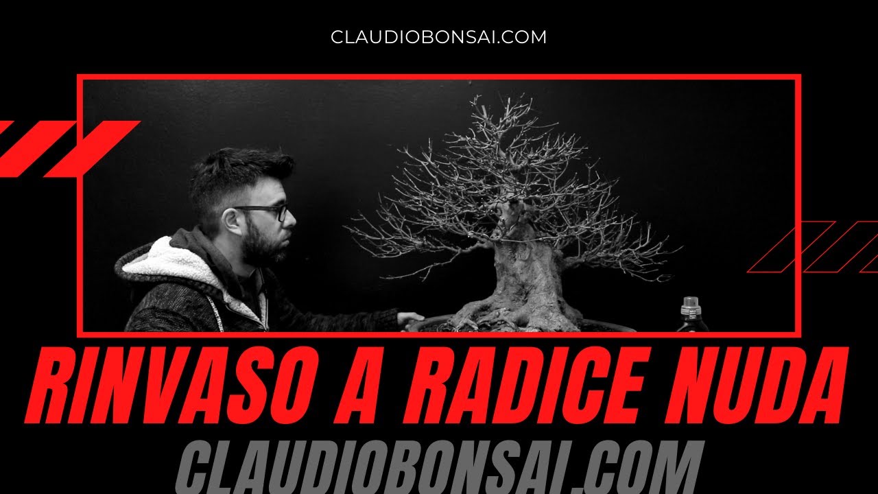LINEA GUIDA RINVASO FATTO BENE SUL BONSAI