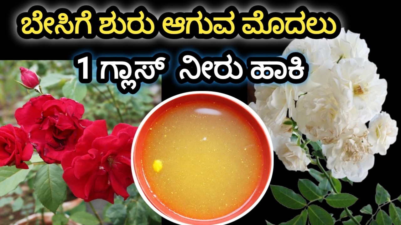 ಒಂದು ಗ್ಲಾಸ್ ಸಾಕು 😲 ಬೇಸಿಗೆಯಲ್ಲಿ ಹೂವಿನ ಮಳೆ/Mustard Fertilizer for Plants@malenadahudugibindu