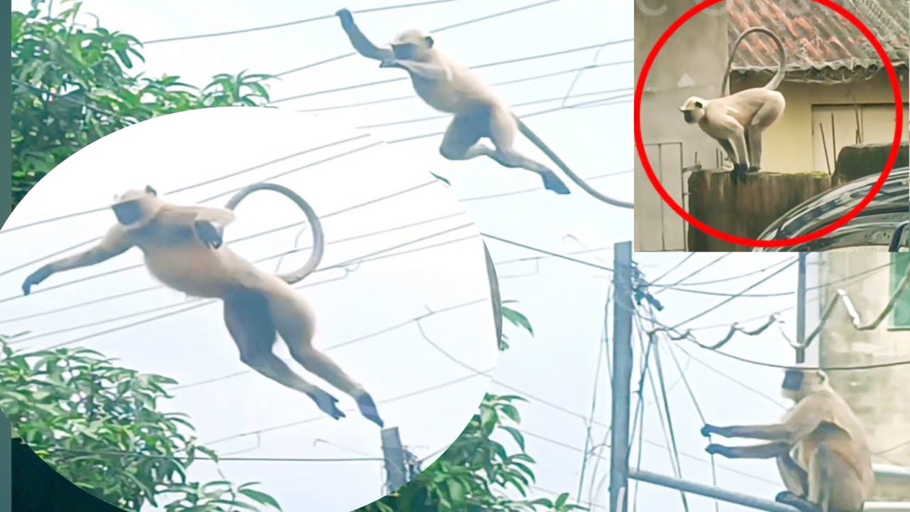 Funny movement of Hanuman | funny animals 🙊😳