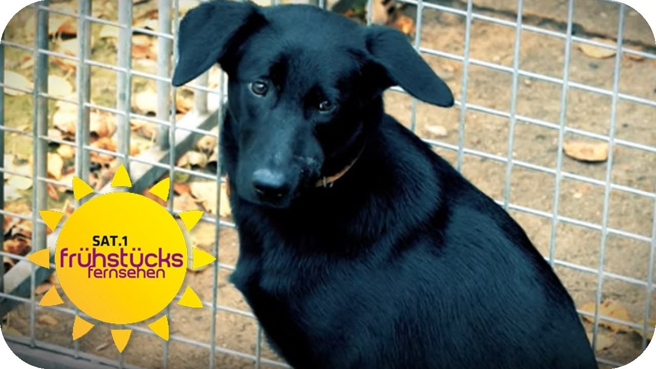 Wer tut so etwas? Hund kaltbl&uuml;tig ausgesetzt! | SAT.1 Fr&uuml;hst&uuml;cksfernsehen