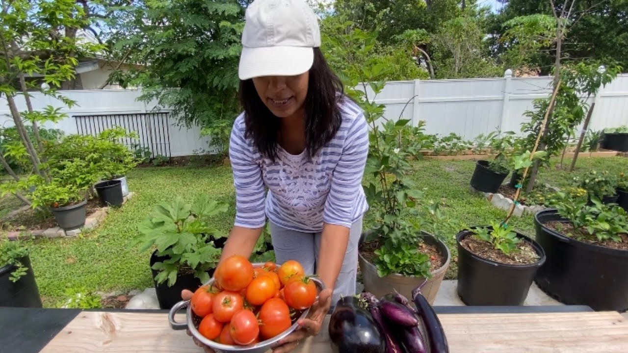 Guyanese Backyard garden harvest/eggplant and tomatoes/Guyanese living in Florida