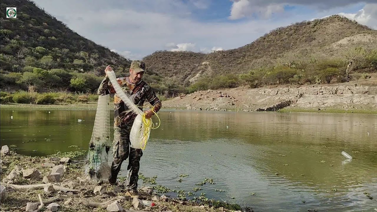 Mira que tarrayazos de tilapias grandes una pesca de primera