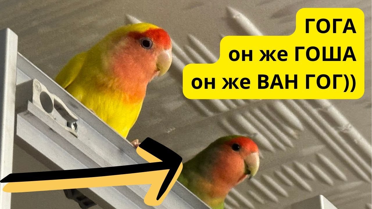 Покупаем попугая на Птичьем рынке Садовод | Семейный влог Москва