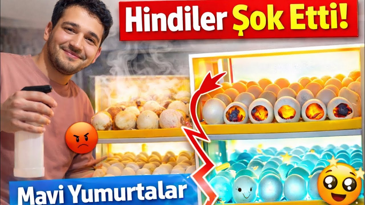 Hindiler ve Mavi Yumurtalar: Doluluk Testi Sonuçları 😲🥚