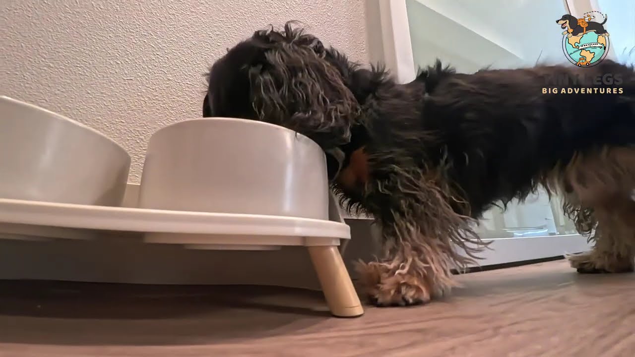 POV: A Mini Dachshund vs His Dinner Puzzle😕#DieselTheMiniDachshund
