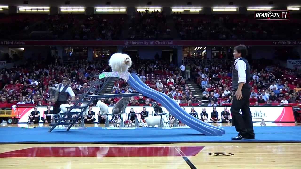 NC State Halftime Performance : The Olate Dogs