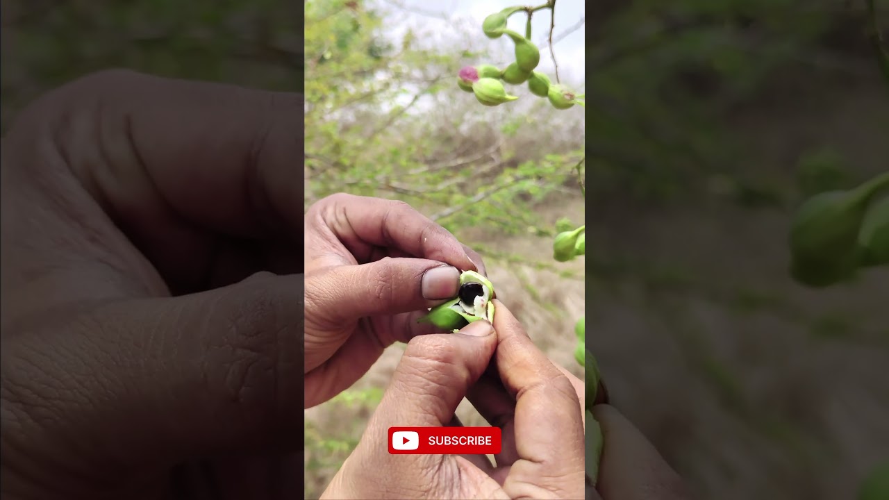 Amazing  wild fruit  discovery #shorts