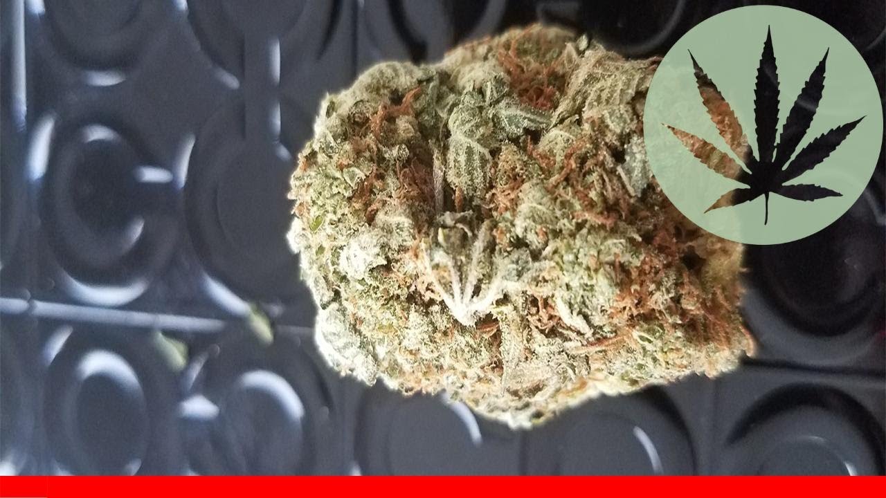 707 - All About This Strain