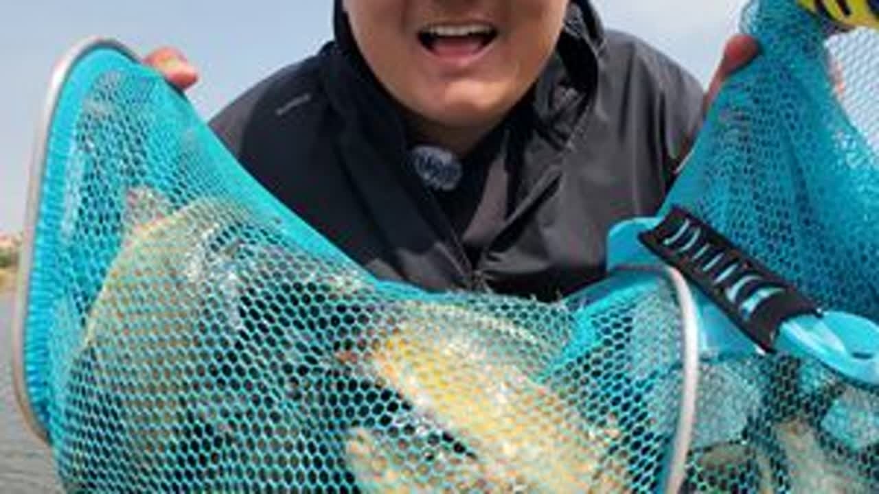 野库探钓，偶遇鲤鱼窝，鲤鱼连杆爆护！ 野钓总是充满未知和惊喜……#原来钓鱼才是抖音运动顶流 #钓鱼的乐趣只有钓鱼人懂 #爱生活爱钓鱼 #野外垂钓 #钓鱼