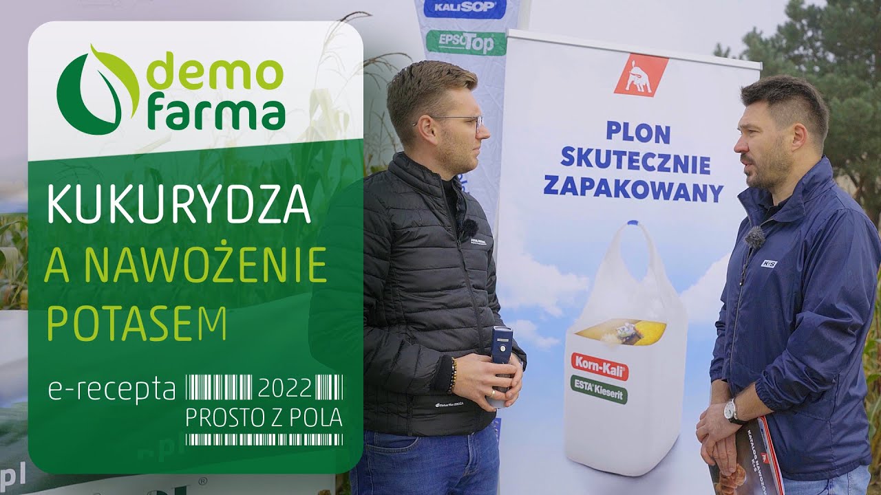 Kukurydza a nawożenie potasem