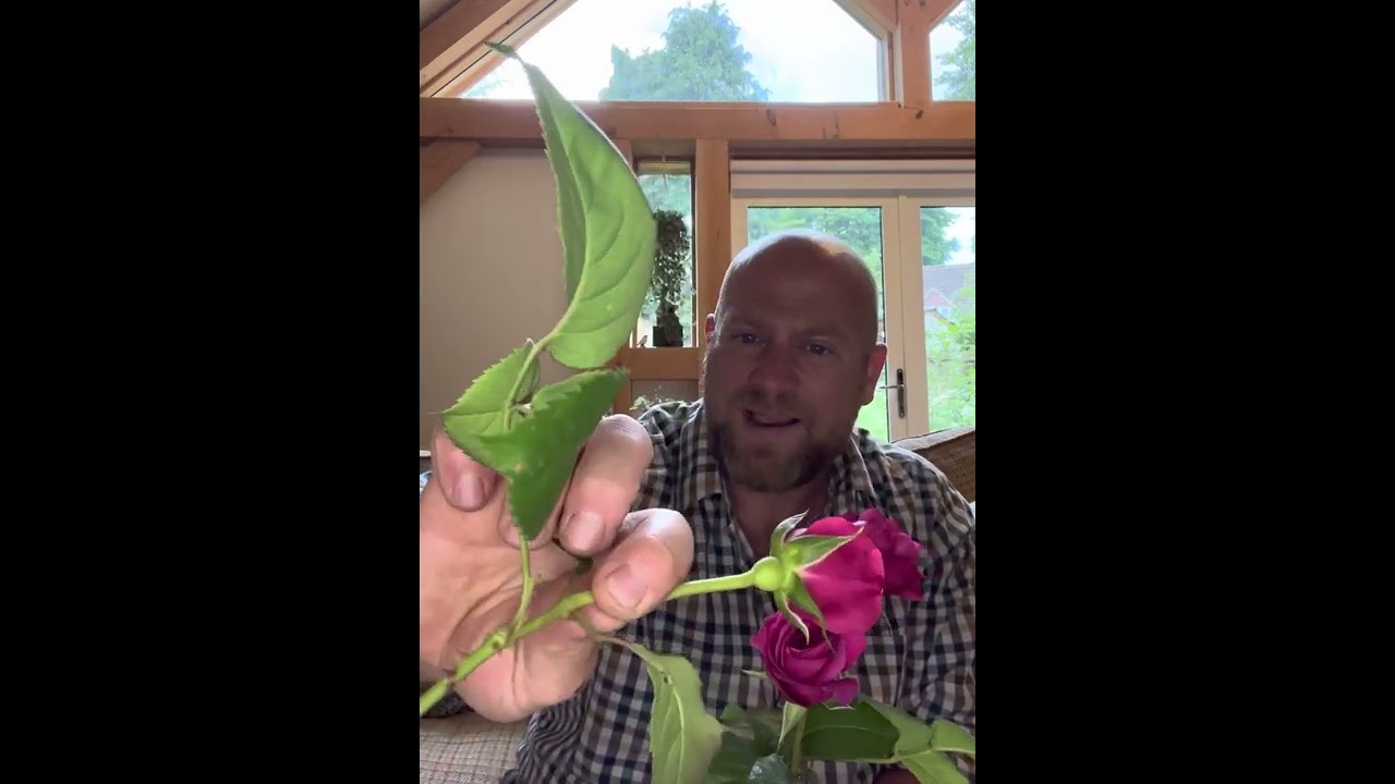 Personal review of “James L Austin” from @david_austin_roses #gardenerben