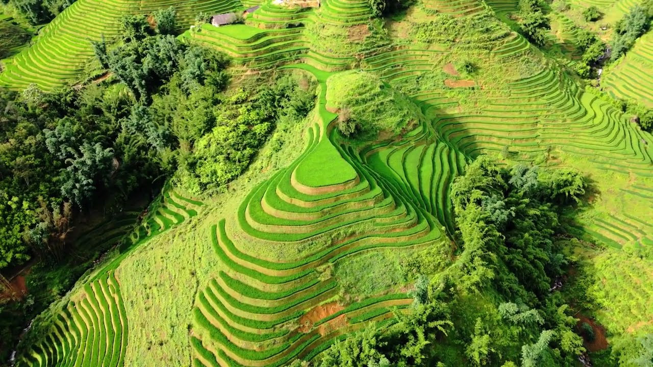 Rice Terraces in Vietnam  #riceterraces #vietnam #vietnamese #vietnamriceterraces #riceterrace