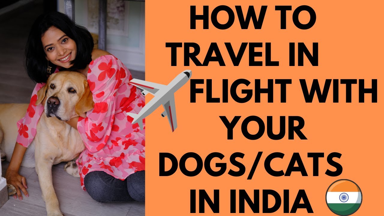 How to travel with pets in Flight in India, pets in airlines cabin and cargo,