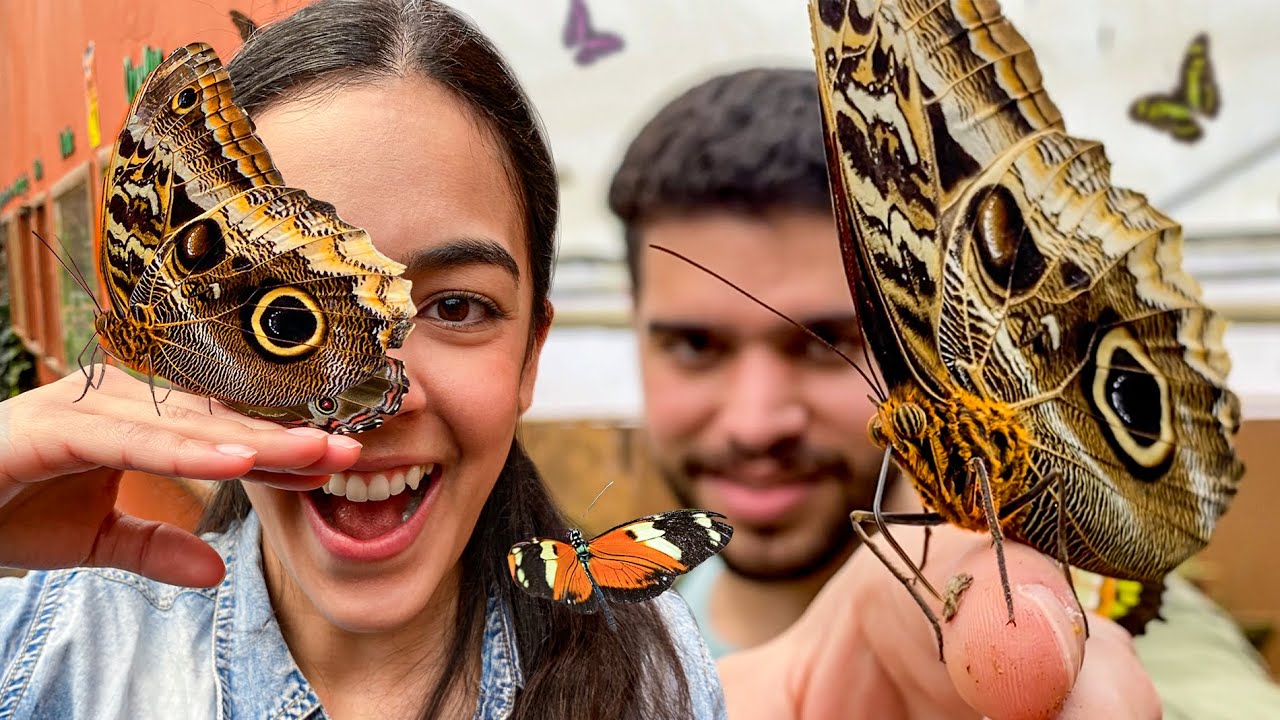 Así es un MARIPOSARIO privado (+25 especies distintas) en Mindo - Ecuador