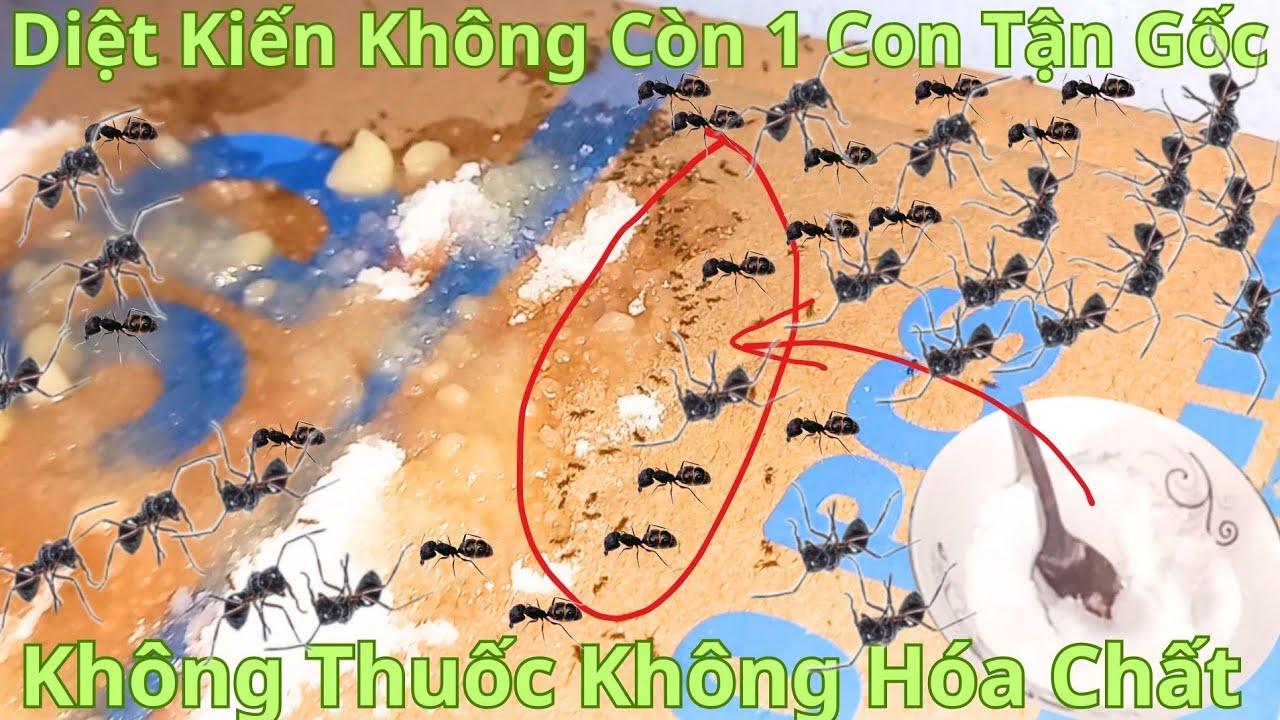 Cách Trộn Hỗn Hợp Diệt Kiến Chết Sạch Tận Gốc Không Hóa Chất Độc Hại/Mẹo Diệt Kiến Sâu Tận Trong Ổ