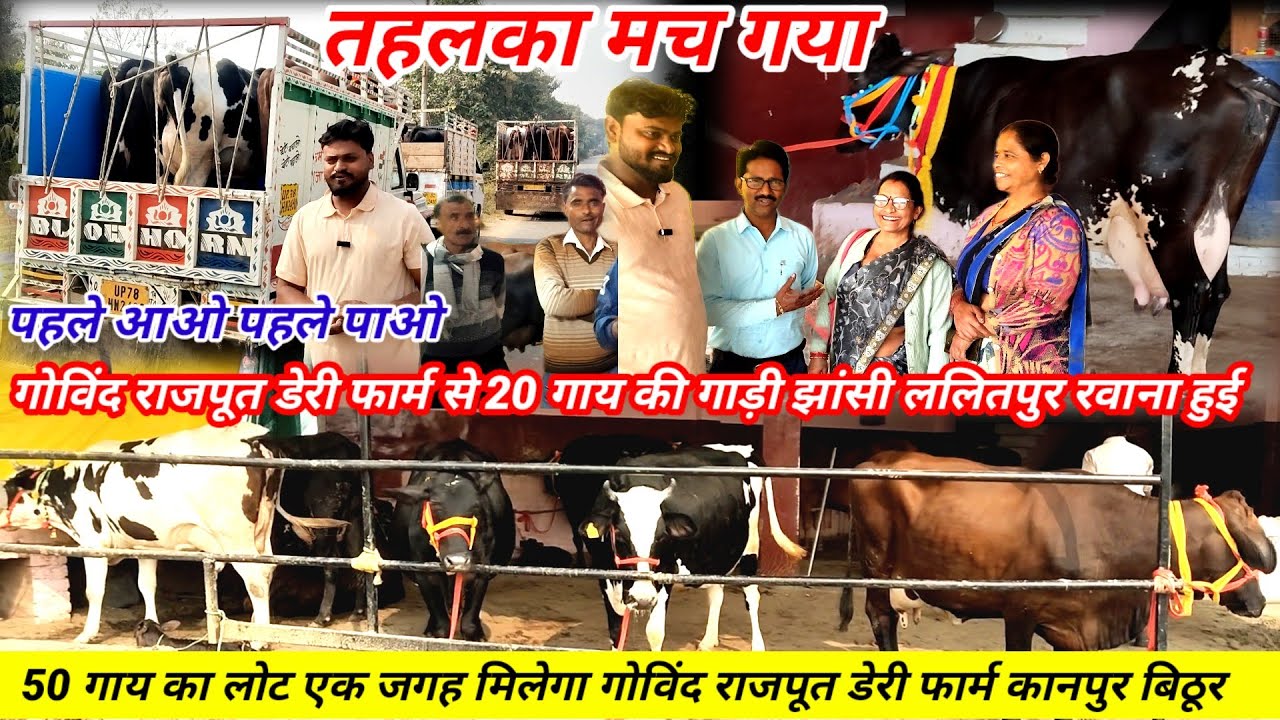 Govind rajput dairy farm bithoor kanpur | आज का नया लोट झांसी ललितपुर 20 गाय की गाड़ी हुई रवाना 