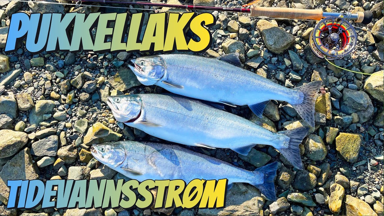 Pukkellaks i liten tidevannsstrøm - Fluefiske - Finnmark 2023