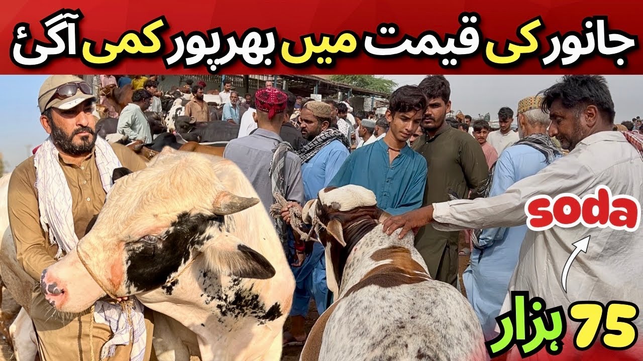 Bhains Colony Cow Mandi 2 July 2025 | Qeemat Main Bharpur Kami! Ab Sab Le Sakte Hain Gaay!