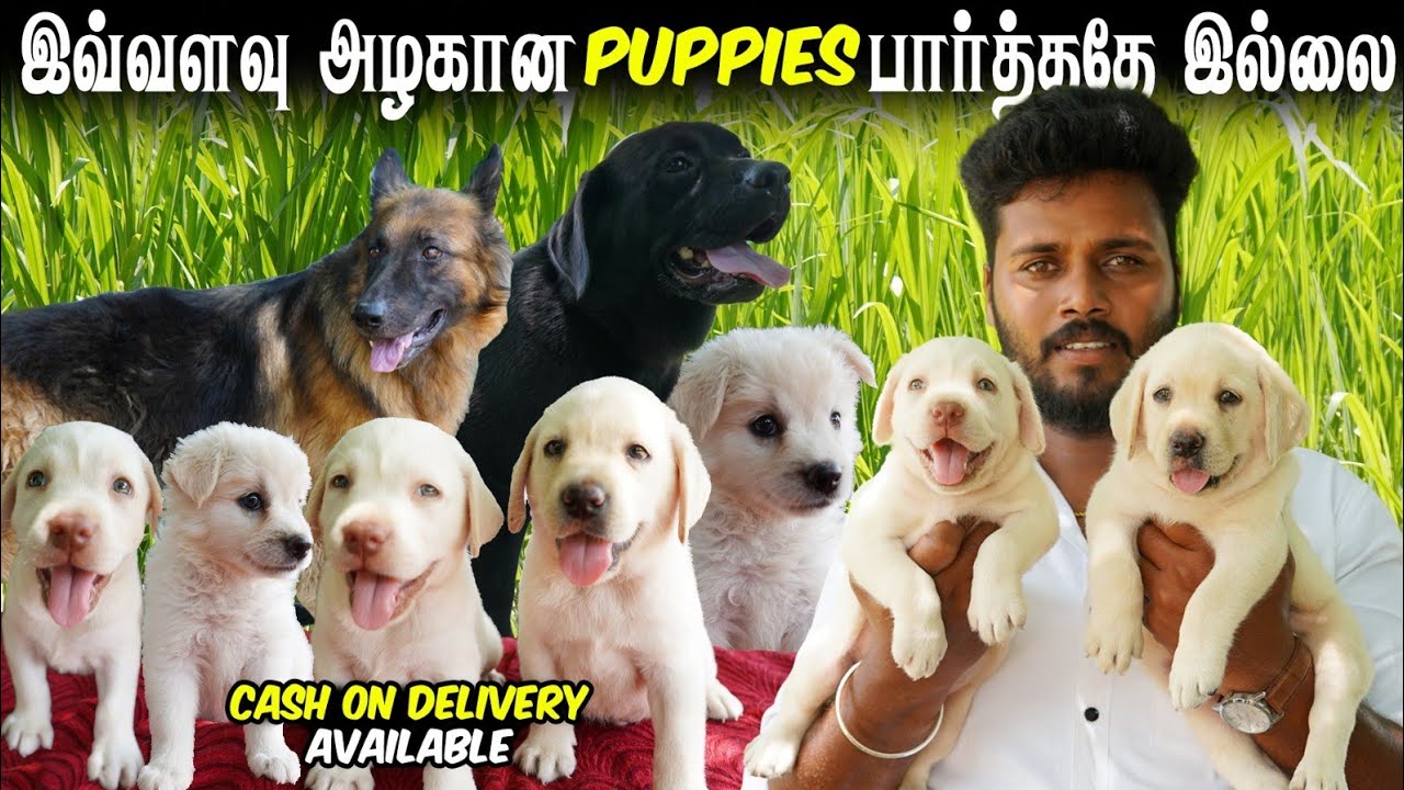 Quality Lab Puppies 🐶 Kennel | Labrador Puppies for Sale | Delivery Available | Vj Machi